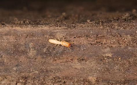 搬家 胎神 家裡有白蟻怎麼處理